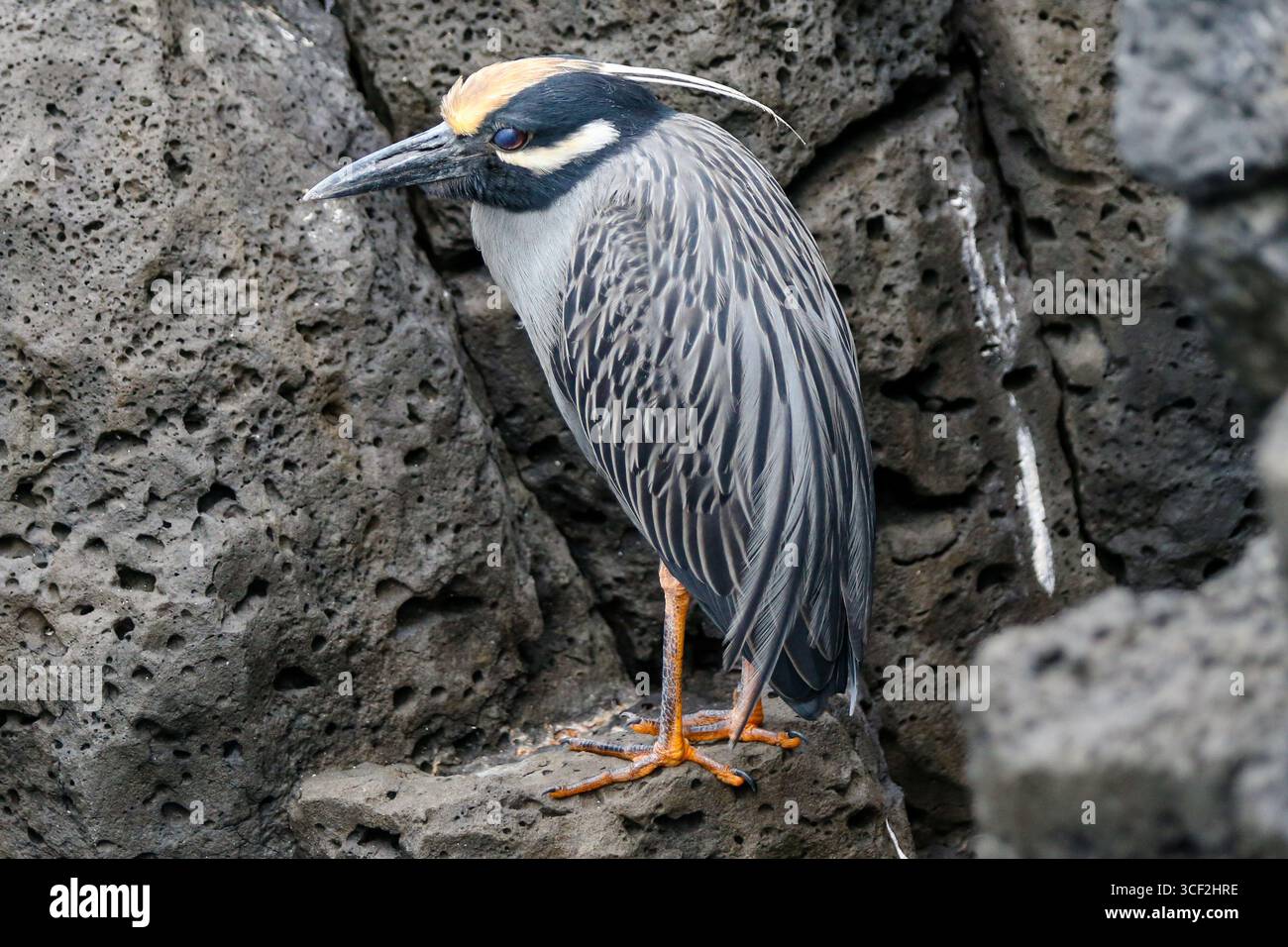 Fauna selvatica e paesaggi naturali sull'isola di Santiago nelle isole Galápagos, Ecuador. Foto Stock