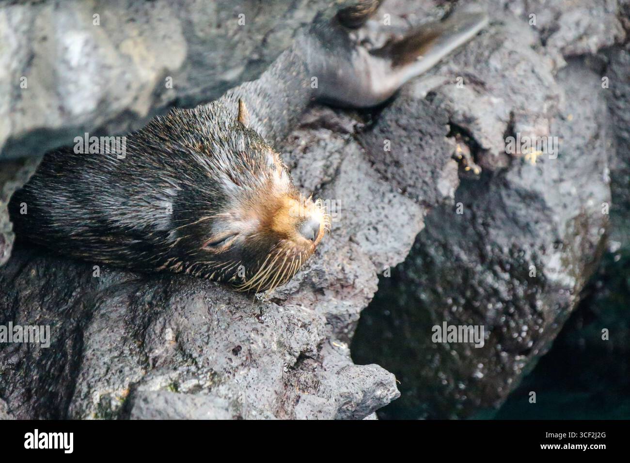 Fauna selvatica e paesaggi naturali sull'isola di Santiago nelle isole Galápagos, Ecuador. Foto Stock