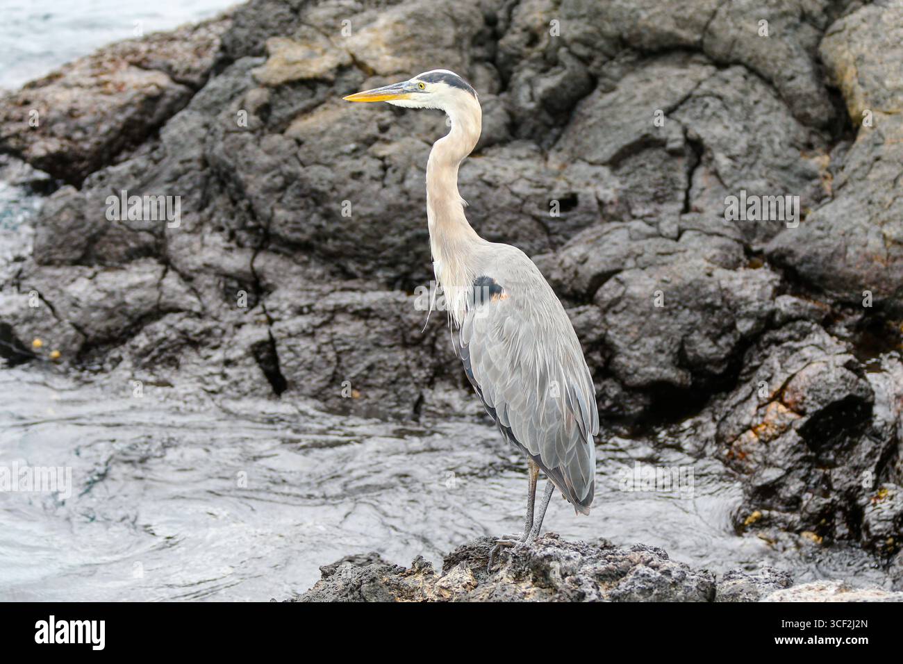 Fauna selvatica e paesaggi naturali sull'isola di Santiago nelle isole Galápagos, Ecuador. Foto Stock
