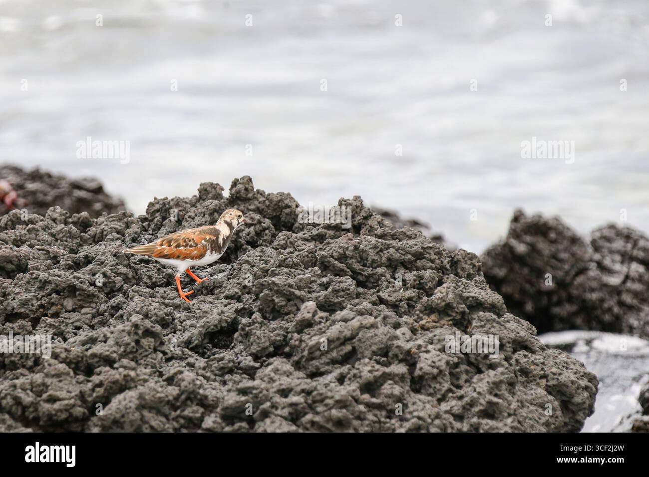 Fauna selvatica e paesaggi naturali sull'isola di Santiago nelle isole Galápagos, Ecuador. Foto Stock