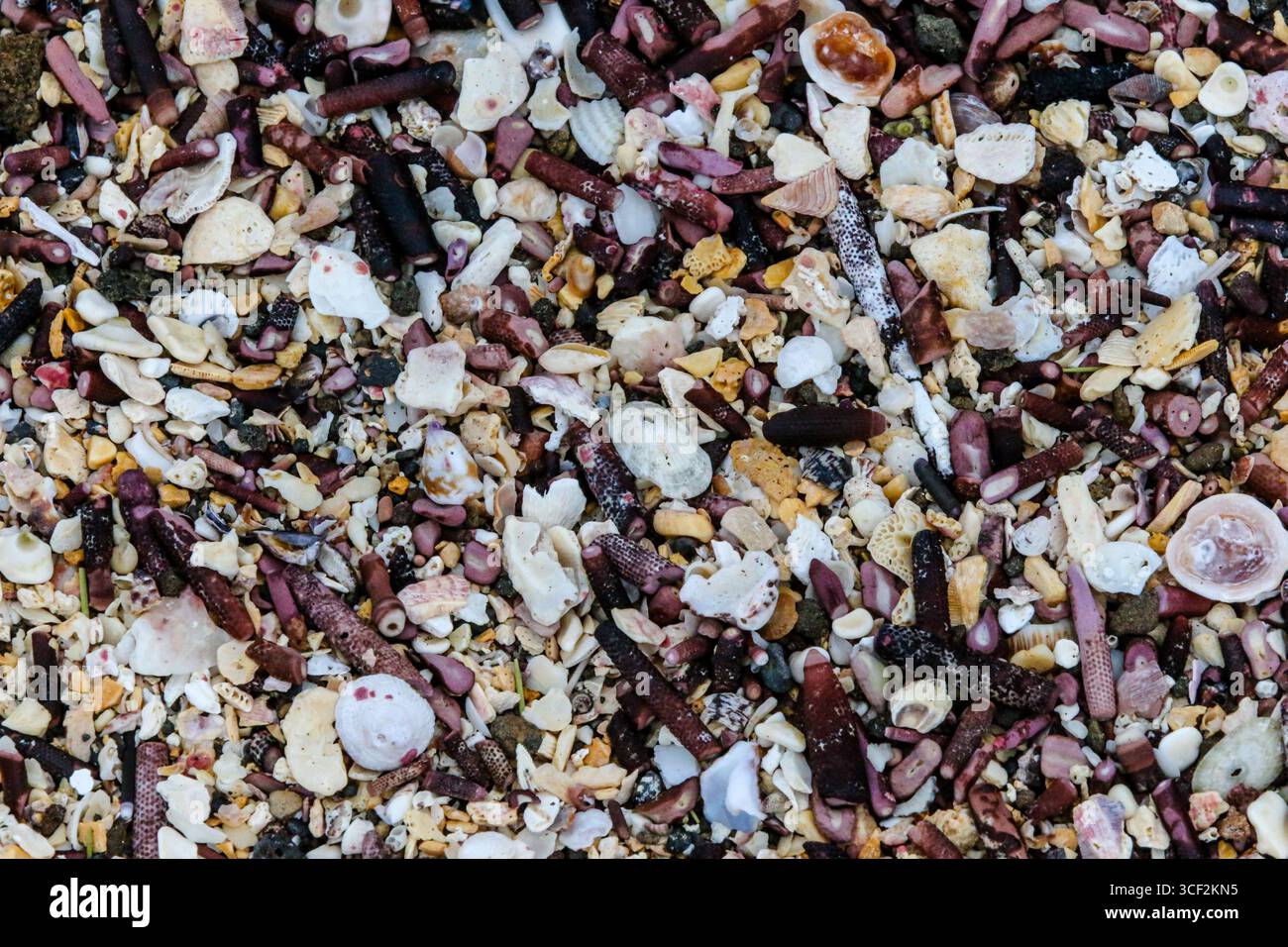 Fauna selvatica e paesaggi naturali sull'isola di Santiago nelle isole Galápagos, Ecuador. Foto Stock
