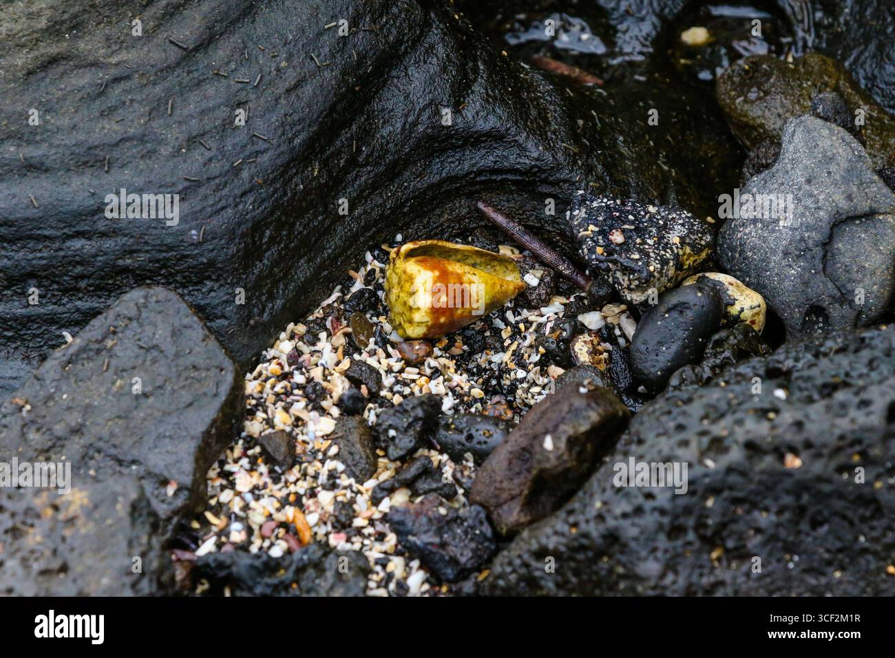 Fauna selvatica e paesaggi naturali sull'isola di Santiago nelle isole Galápagos, Ecuador. Foto Stock