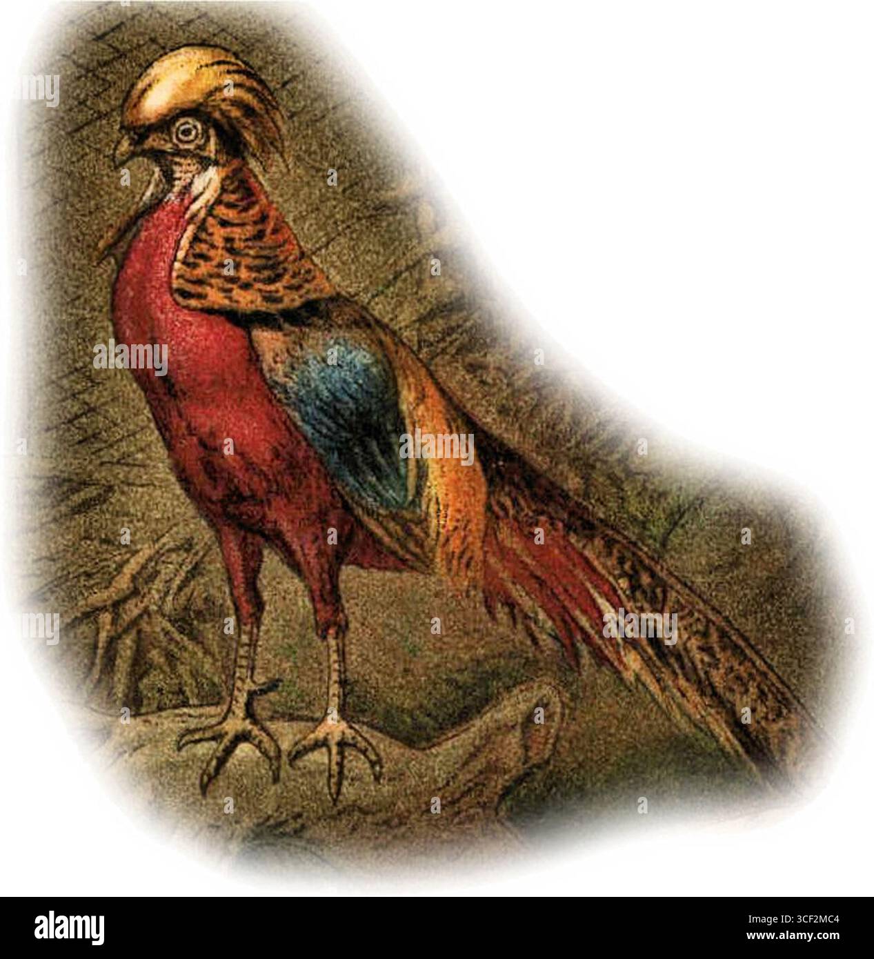 Questa entrata del 1907 dal Nordisk Familjebok raffigura il fagiano d'oro (Chrysolophus pictus), che mostra questa vibrante specie di uccello nativo della Cina e noto per il suo sorprendente piumaggio. Foto Stock Questa entrata del 1907 dal Nordisk Familjebok raffigura il fagiano d'oro (Chrysolophus pictus), che mostra questa vibrante specie di uccello nativo della Cina e noto per il suo sorprendente piumaggio. Foto Stock