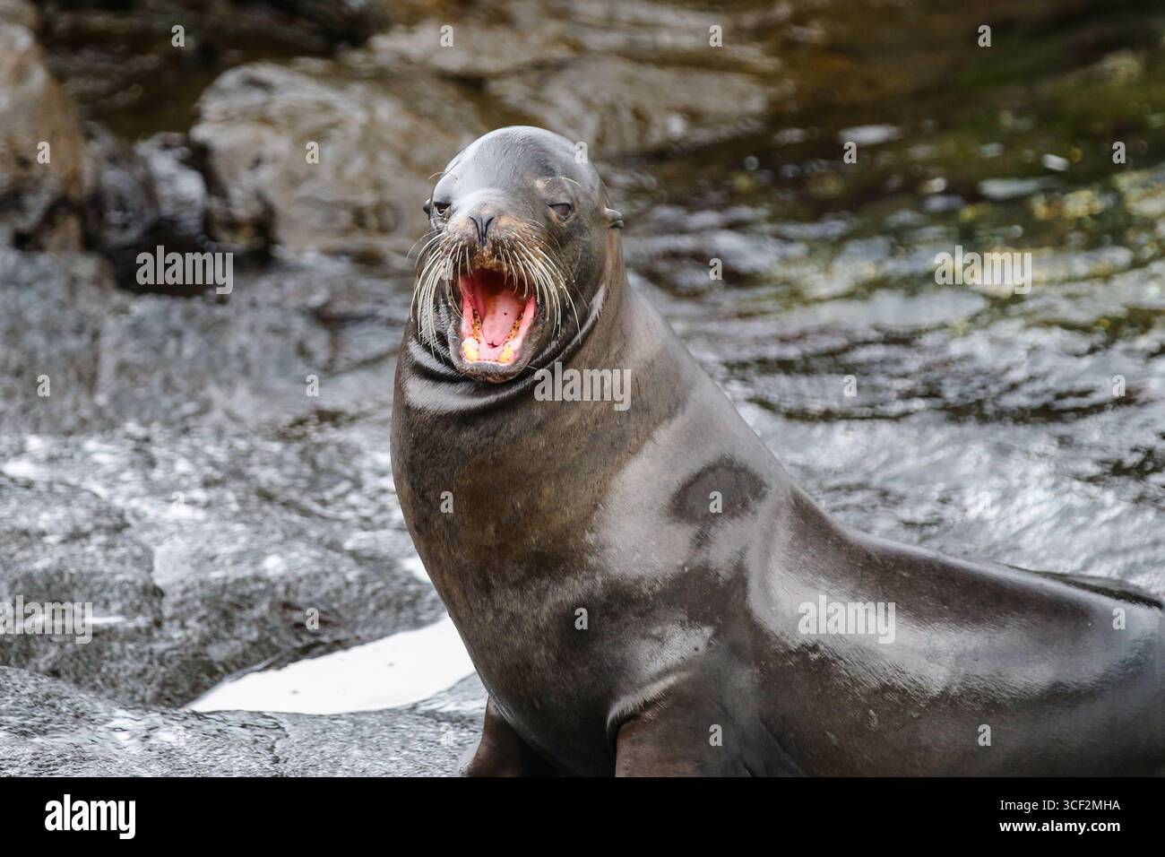 Leone marino con bocca aperta sulla costa rocciosa dell'isola di Santiago, delle isole Galápagos, Ecuador Galápagos. Foto Stock