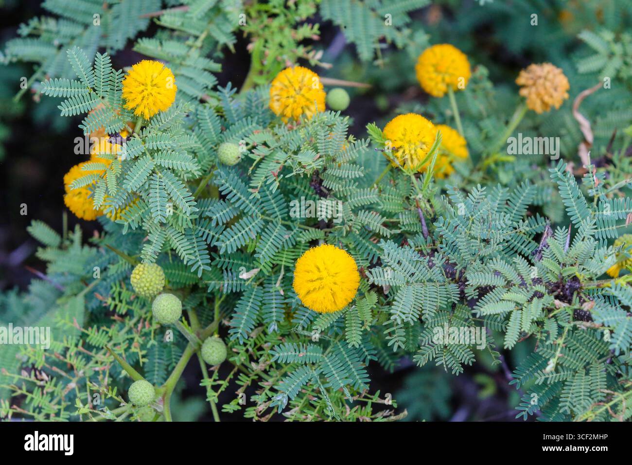 Fauna selvatica e paesaggi naturali sull'isola di Santiago nelle isole Galápagos, Ecuador. Foto Stock