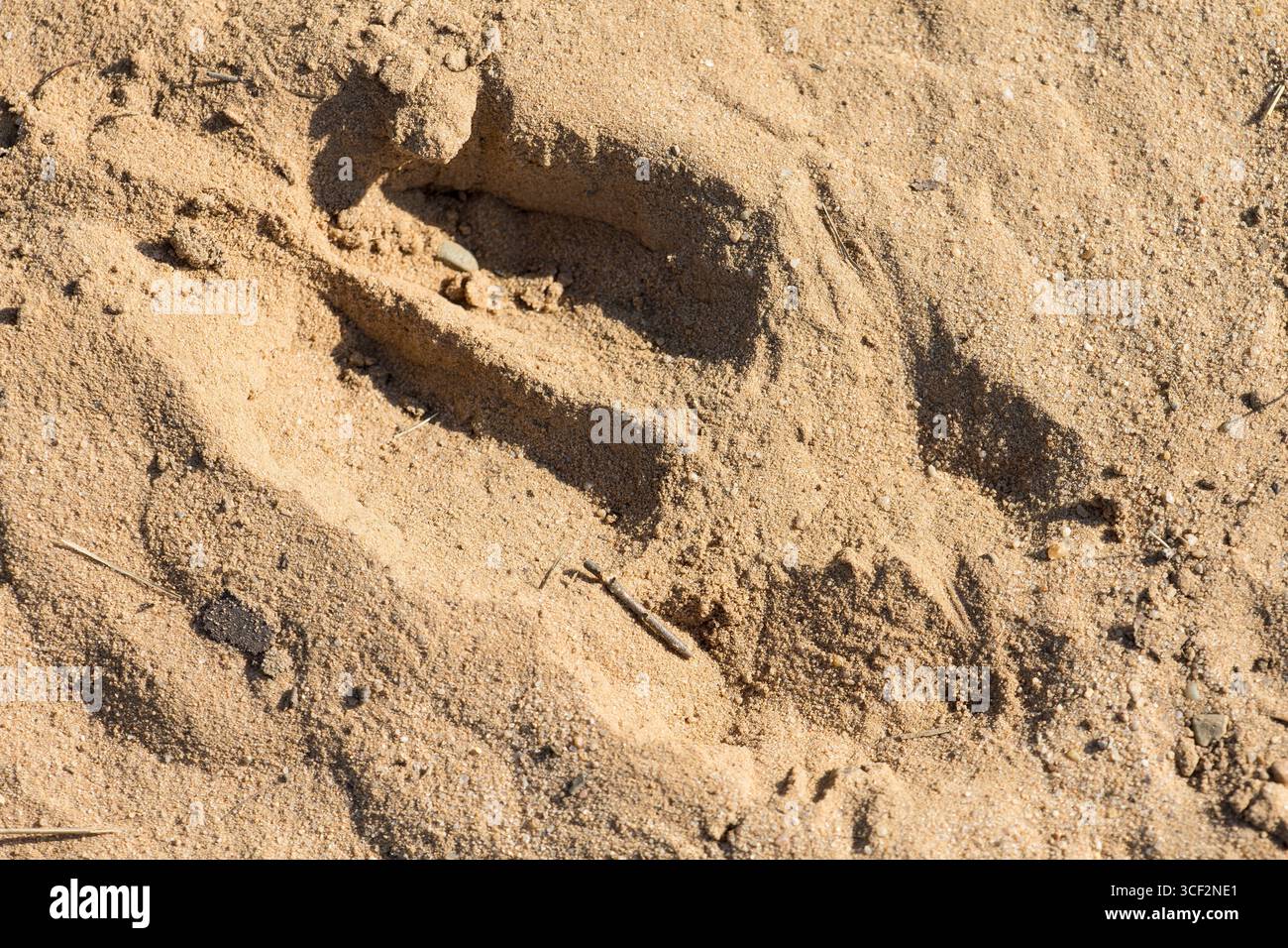 Traccia di cinghiale nella sabbia Foto Stock