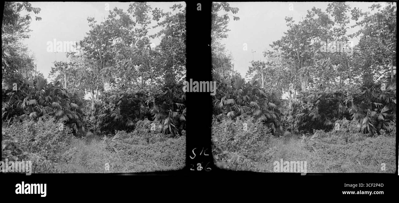 Questa fotografia stereoscopica del 1940 mostra Carludovica (Carludovica palmata) nel Cultuurtuin del Suriname, una specie di piante tropicali chiave. Foto Stock
