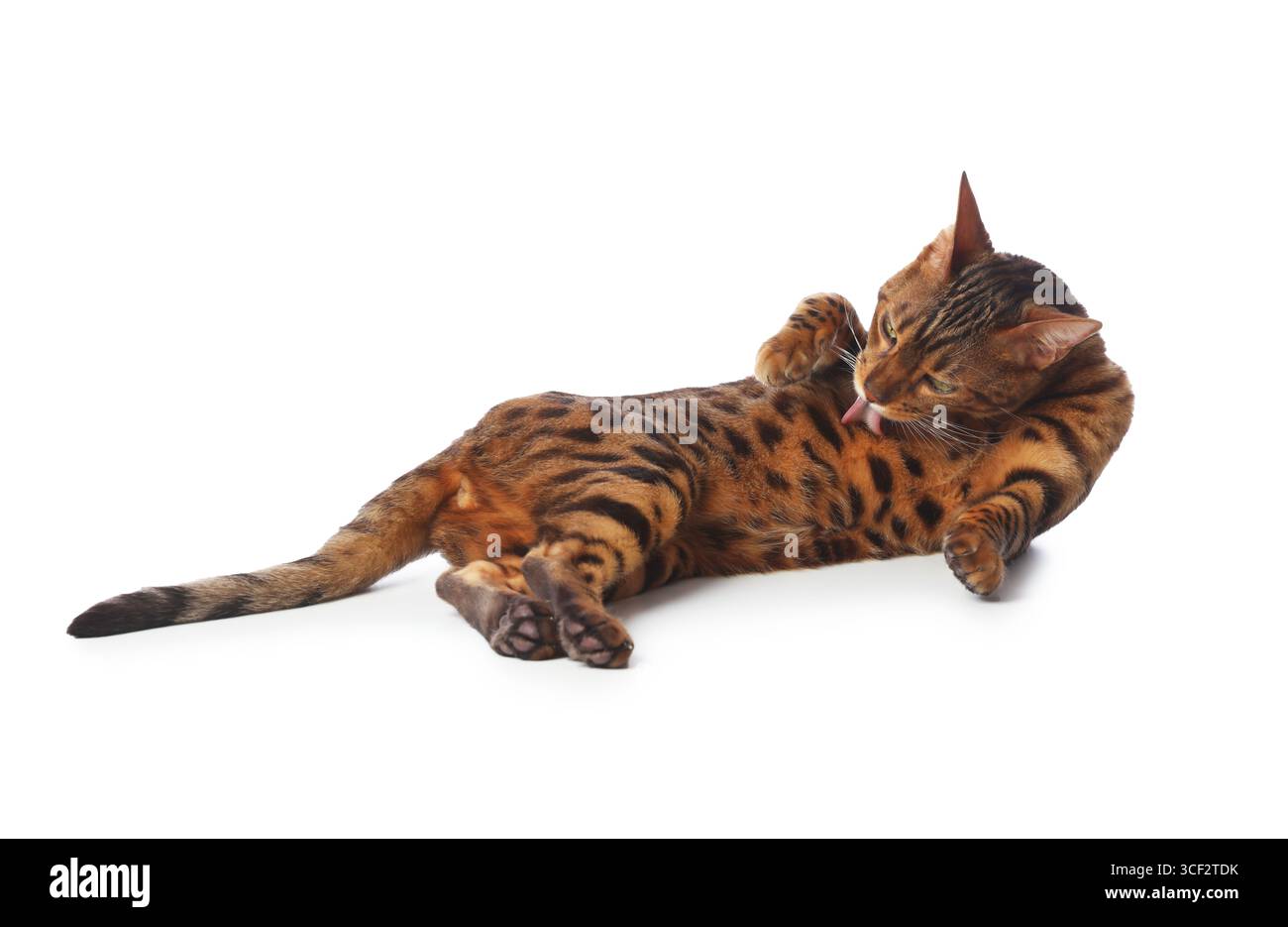 Simpatico gatto bengalese su sfondo bianco. Adorabile animale domestico Foto Stock