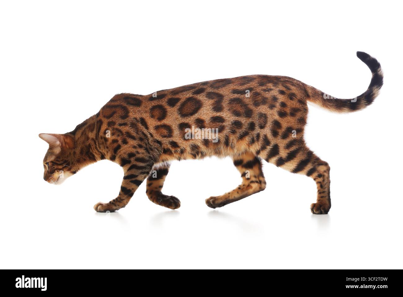 Simpatico gatto bengalese su sfondo bianco. Adorabile animale domestico Foto Stock