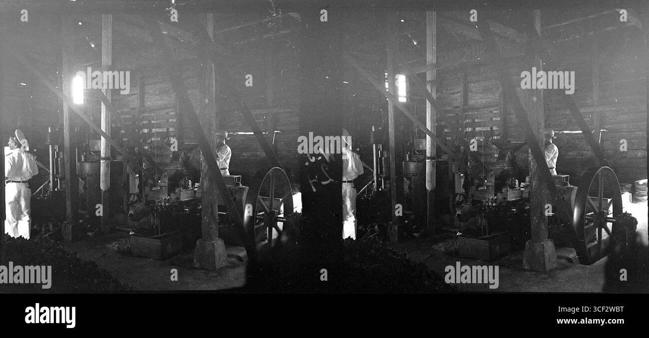 Questa immagine stereoscopica del 1946 mostra l'interno della fabbrica di noci di cocco gestita dalla famiglia Kersten. Fornisce una panoramica delle condizioni di lavoro e dei processi di produzione coinvolti nella lavorazione del cocco. Foto Stock