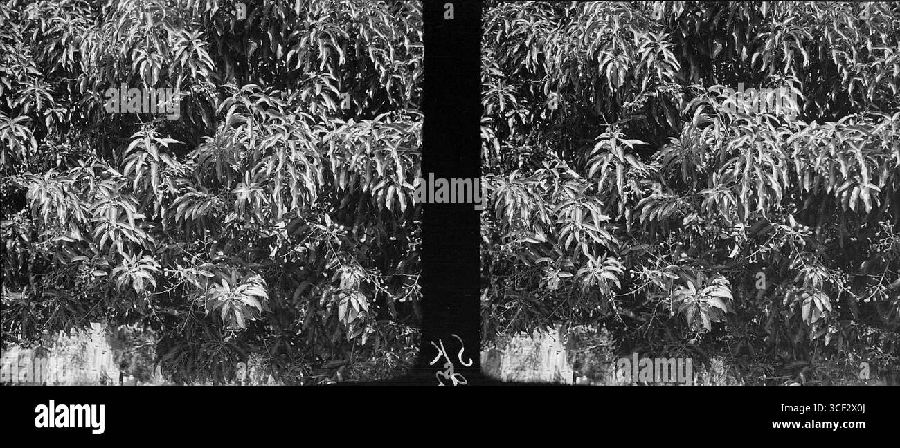 Questa fotografia stereoscopica del 1940 mostra i frutti giovani che crescono sugli alberi di mango. L'immagine misura 9 x 12 cm e fa parte della raccolta NMvWereldculturen. La fotografia evidenzia le prime fasi dello sviluppo del frutto del mango. Foto Stock