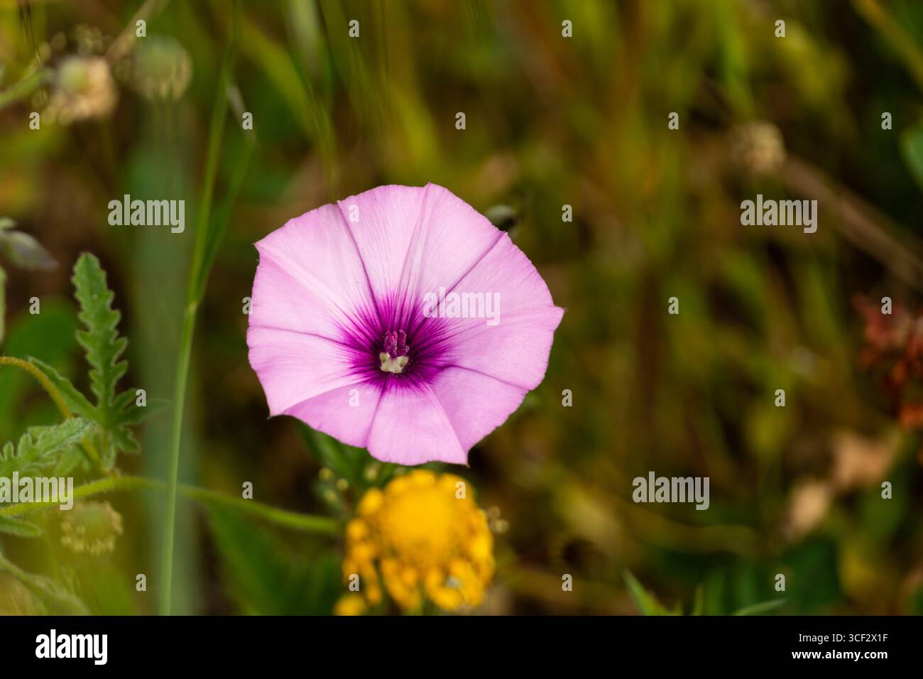 Primo piano di Pink Morning Glory Flower Blooming nel Wild Meadow Foto Stock