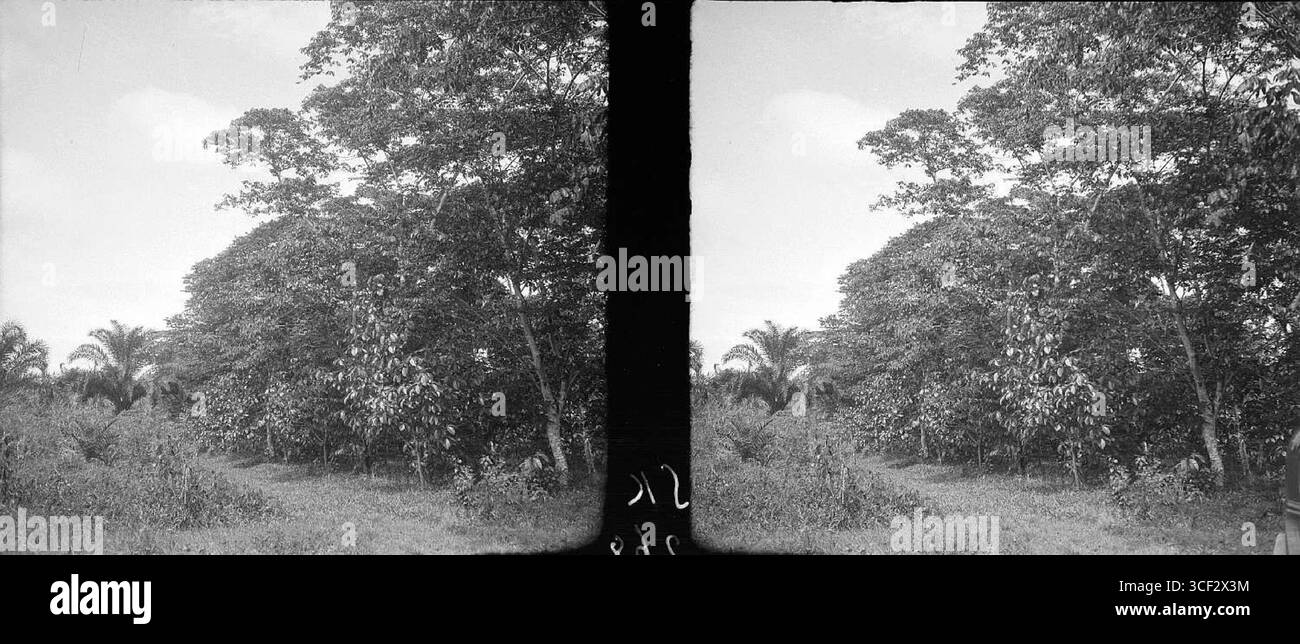 Una fotografia stereoscopica del 1940 che mostra la piantagione di noci sawari (Caryocar nucifera). L'immagine, che misura 6 x 13 cm, fa parte della collezione NMvWereldculturen e documenta le prime fasi della coltivazione della noce sawari. Foto Stock