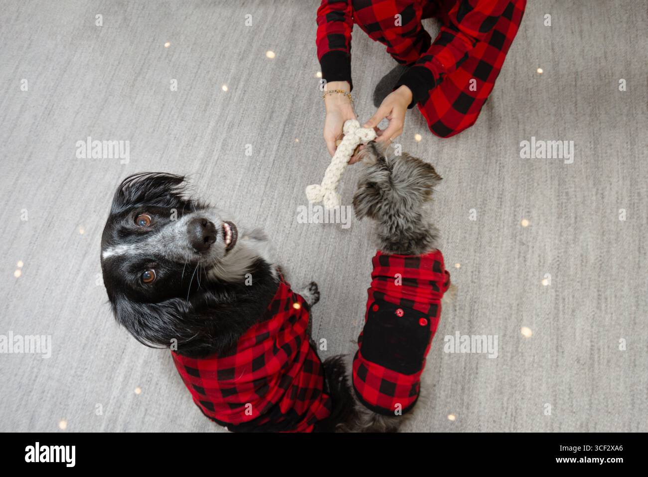 Cani che festeggiano il natale o i tre saggi vestiti con pigiama accanto a un regalo o regalo giocattolo e la donna proprietaria Foto Stock