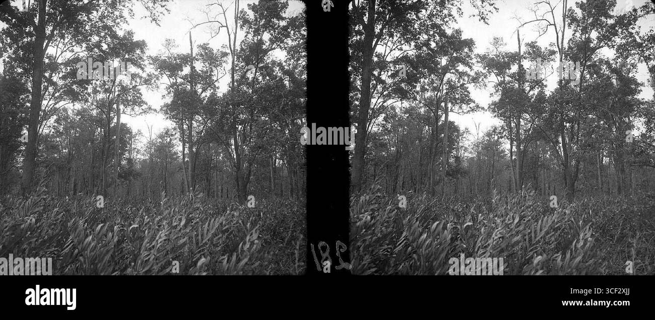 Scattata tra il 1946 e il 1947, questa fotografia stereoscopica mostra Parwabos (Avicennia nitida) con fitto sottobosco di mangrovie (Acrostichum), evidenziando la ricca biodiversità delle foreste costiere del Suriname. Dimensioni: 6 x 13 cm. Foto Stock