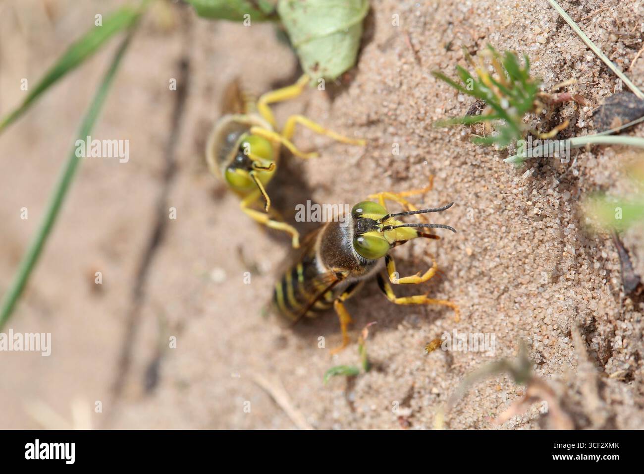 Femmina (anteriore) e maschio della vespa di sabbia (Bembix rostrata) Foto Stock
