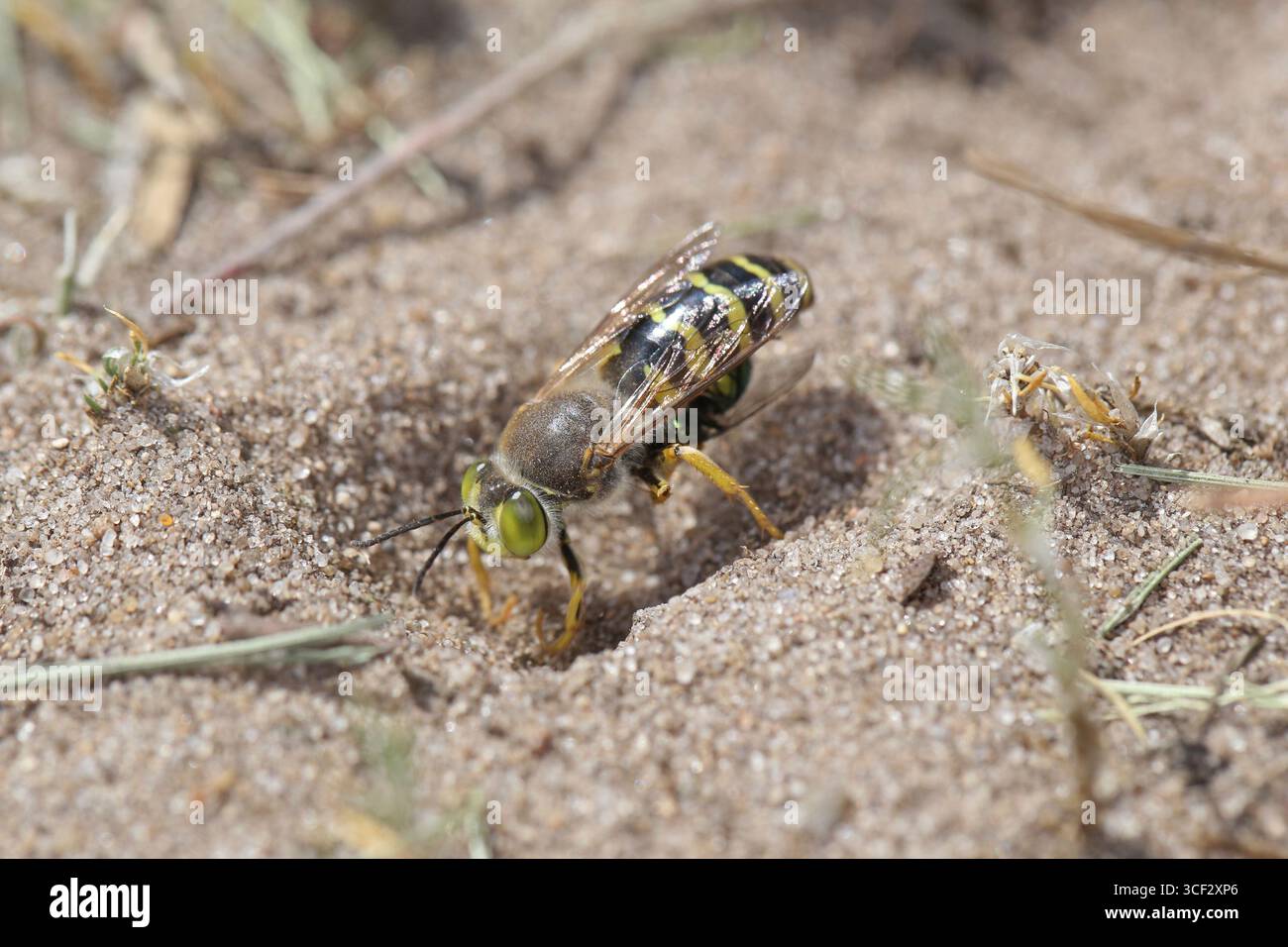 La vespa di sabbia femminile (Bembis rostrata) porta una mosca catturata nel suo nido nel terreno sabbioso Foto Stock