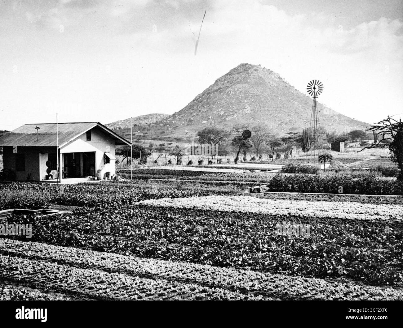 Un repro-negativo del 1944 che mostra un orto con una casa a Curacao. L'immagine misura 9 x 12 cm. Foto Stock