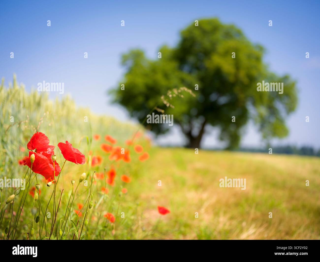 Papavero rosso, bordo campo, albero, sfocatura Foto Stock