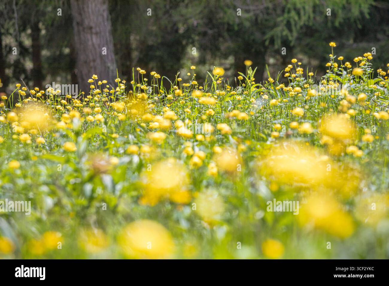 Prato alpino fiorito con Trollius europaeus (fiori di losanghe) ai margini di una foresta di conifere nel Comelico superiore, Dolomiti, provincia di Belluno, Veneto, Italia Foto Stock