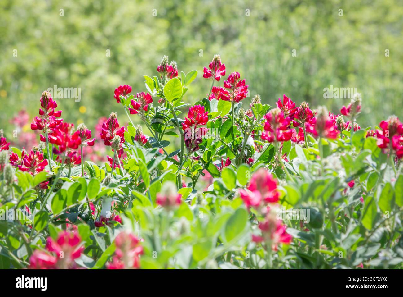 Primo piano dell'Hedysarum coronarium (caprifoglio francese) in piena fioritura in un campo primaverile vicino a Fossombrone, nelle Marche, in Italia Foto Stock