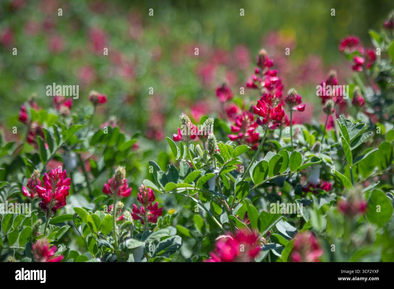 Primo piano dell'Hedysarum coronarium (caprifoglio francese) in piena fioritura in un campo primaverile vicino a Fossombrone, nelle Marche, in Italia Foto Stock