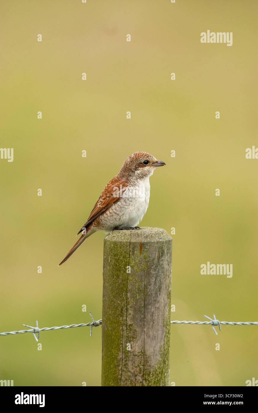 Giovane shrike (Lanius collurio) dal dorso rosso arroccato su un palo di recinzione Foto Stock