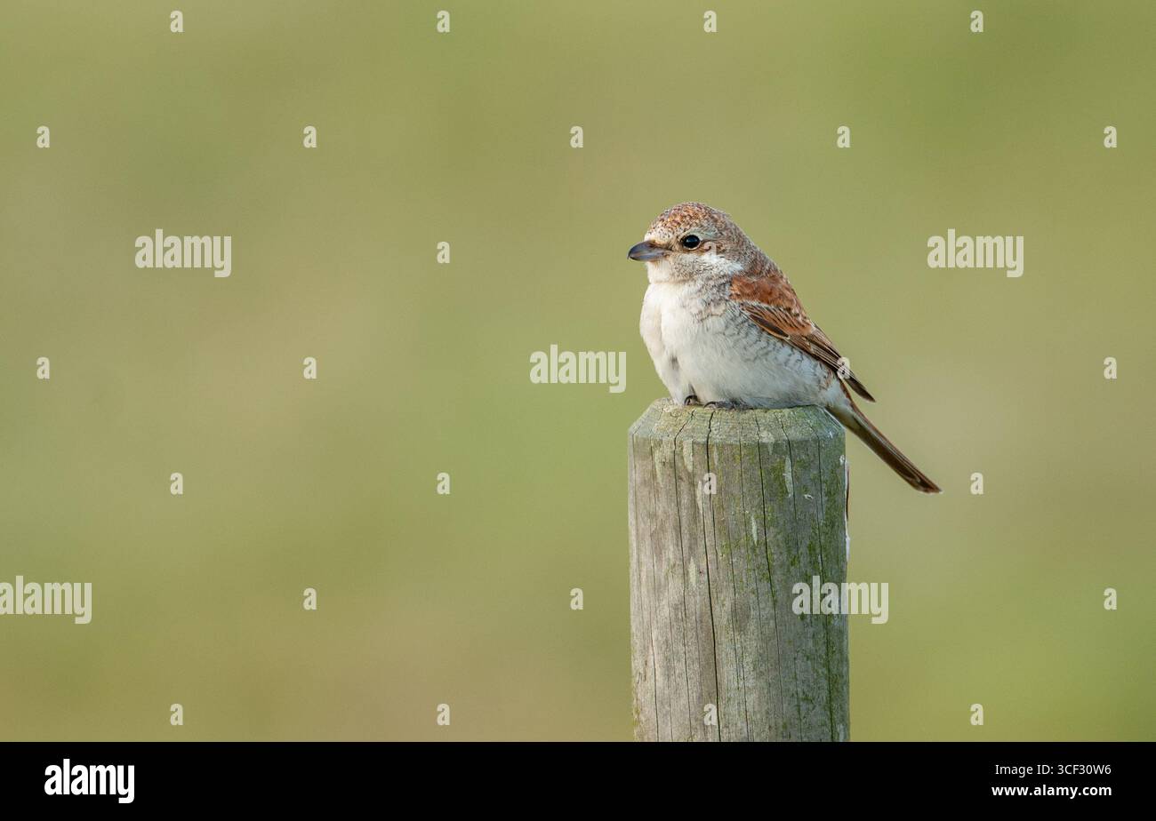 Giovane shrike (Lanius collurio) dal dorso rosso arroccato su un palo di recinzione Foto Stock
