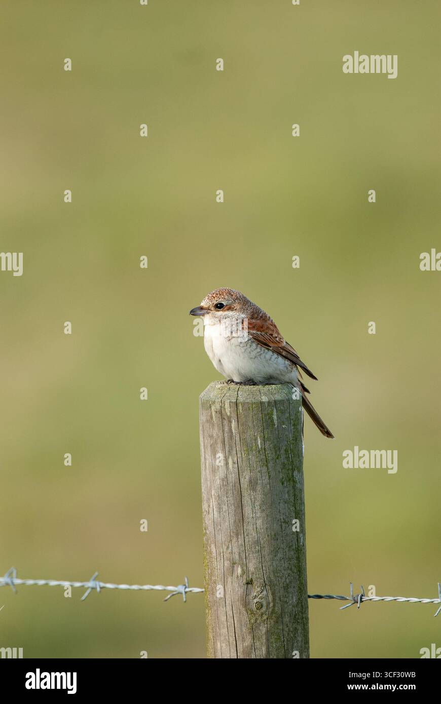 Giovane shrike (Lanius collurio) dal dorso rosso arroccato su un palo di recinzione Foto Stock