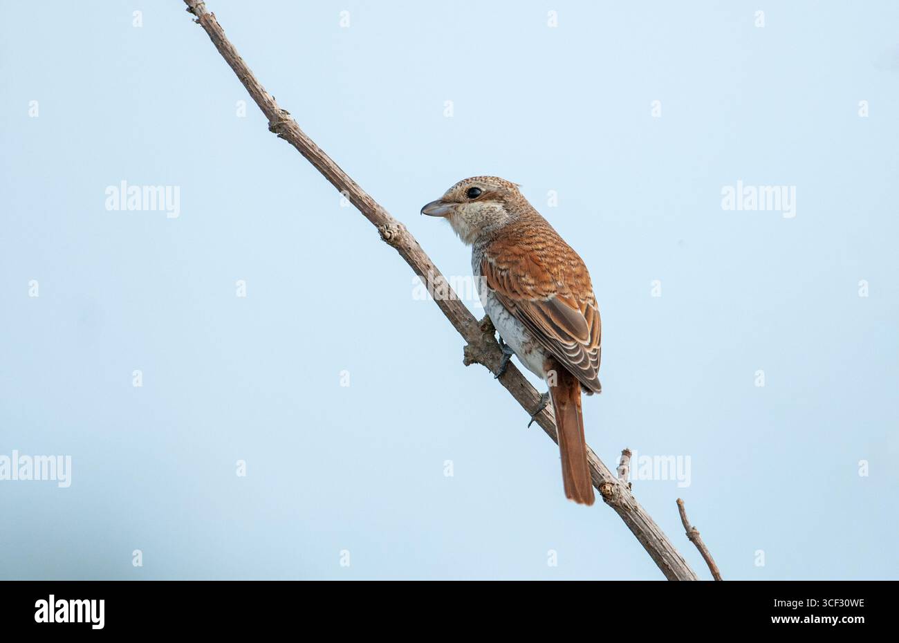 shrike giovanile con dorso rosso (Lanius collurio) Foto Stock