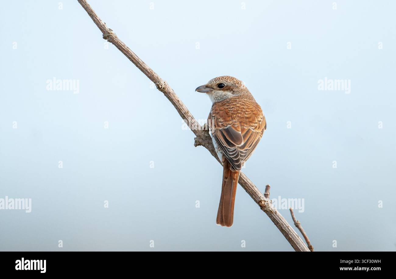 shrike giovanile con dorso rosso (Lanius collurio) Foto Stock