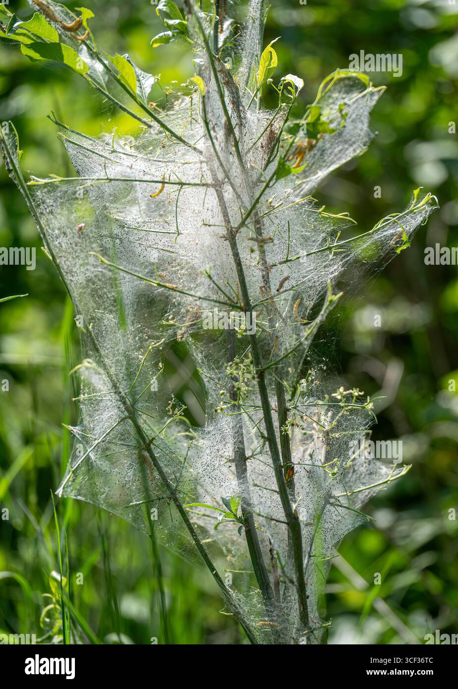Caterpillars in a web, ermine falene, germogli, (Yponomeutidae), Baviera, Germania, Europa Foto Stock