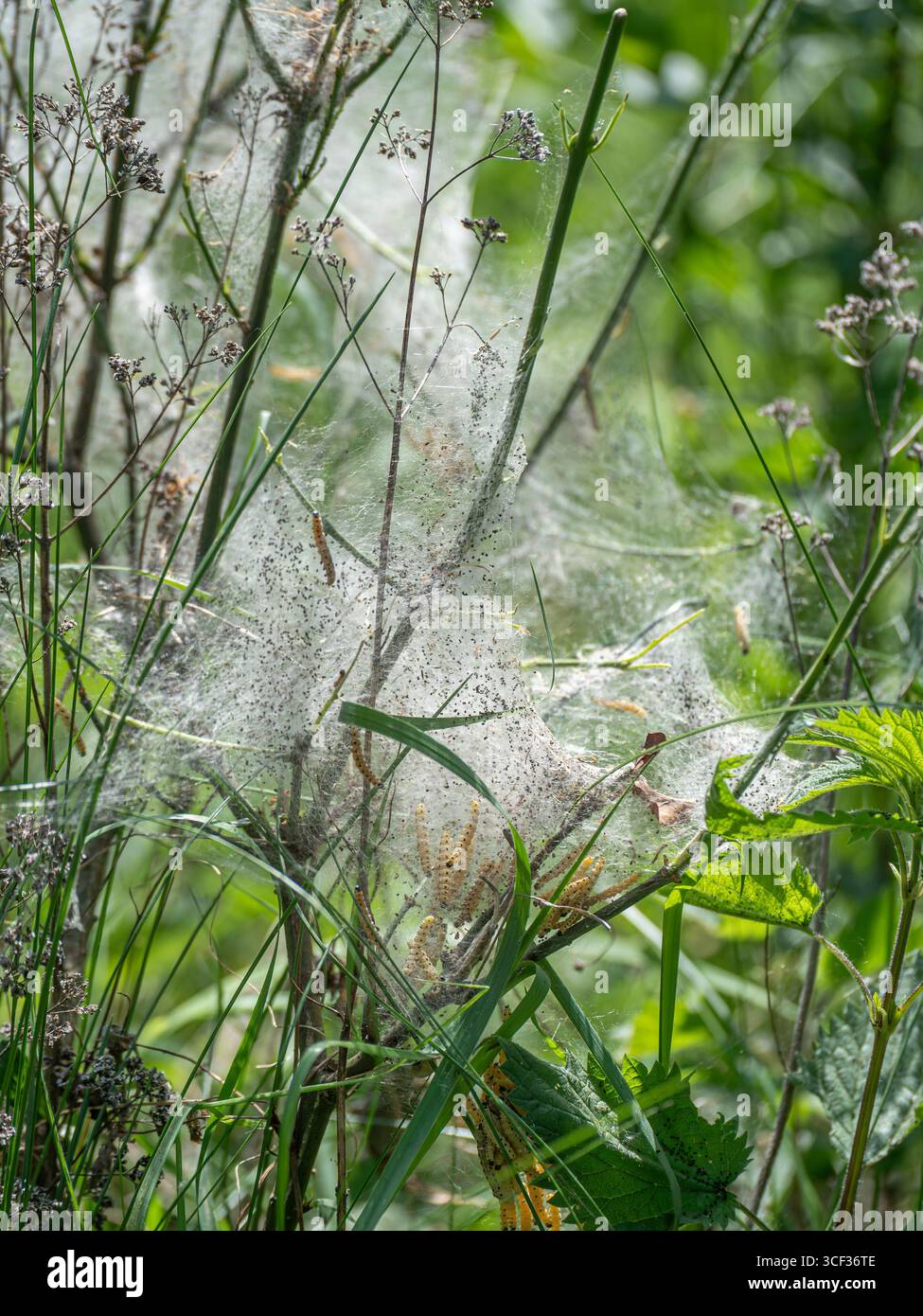 Caterpillars in a web, ermine falene, germogli, (Yponomeutidae), Baviera, Germania, Europa Foto Stock