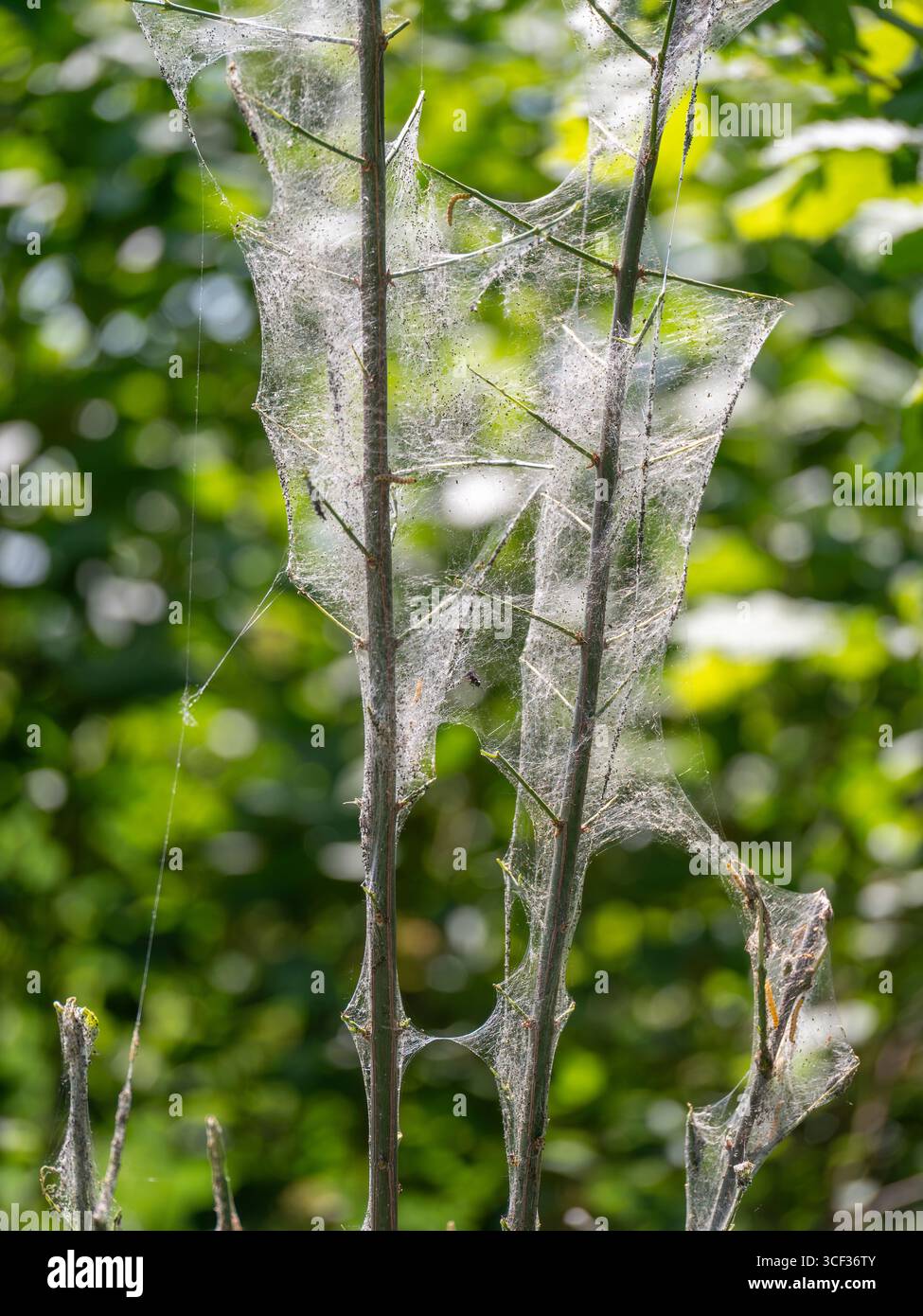 Caterpillars in a web, ermine falene, germogli, (Yponomeutidae), Baviera, Germania, Europa Foto Stock