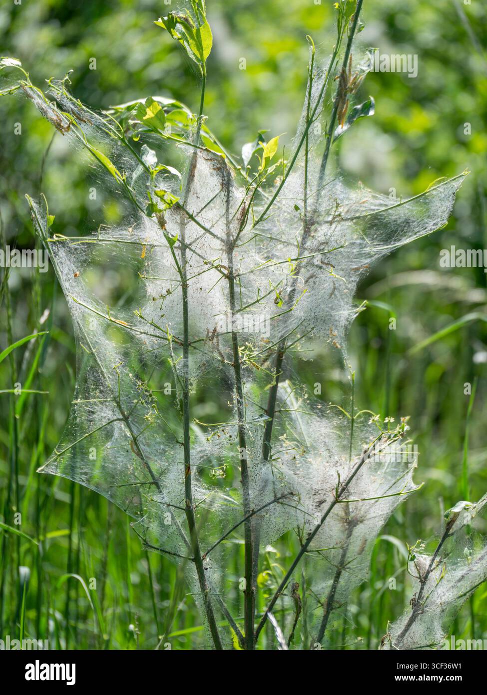 Caterpillars in a web, ermine falene, germogli, (Yponomeutidae), Baviera, Germania, Europa Foto Stock
