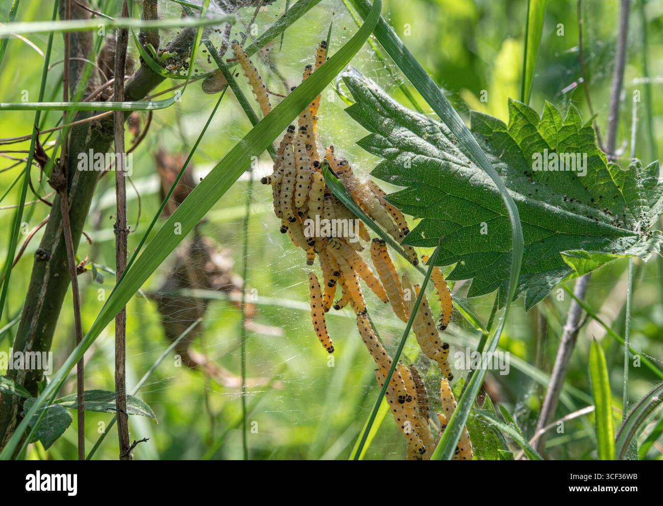 Caterpillars in a web, ermine falene, germogli, (Yponomeutidae), Baviera, Germania, Europa Foto Stock
