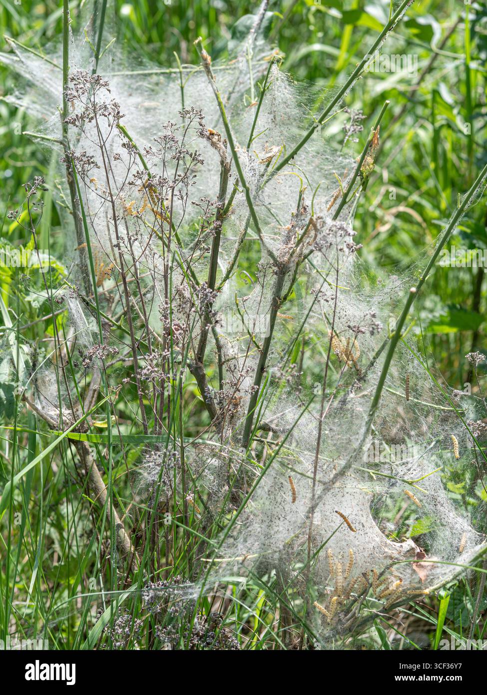 Caterpillars in a web, ermine falene, germogli, (Yponomeutidae), Baviera, Germania, Europa Foto Stock