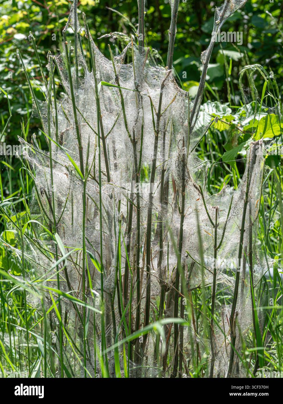 Caterpillars in a web, ermine falene, germogli, (Yponomeutidae), Baviera, Germania, Europa Foto Stock