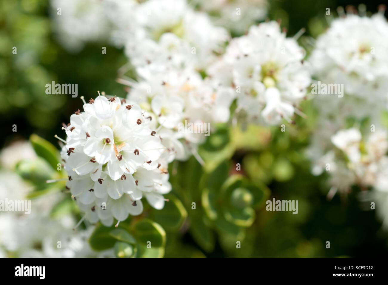 ESCALLONIA BLOSSUM APPLE Foto Stock