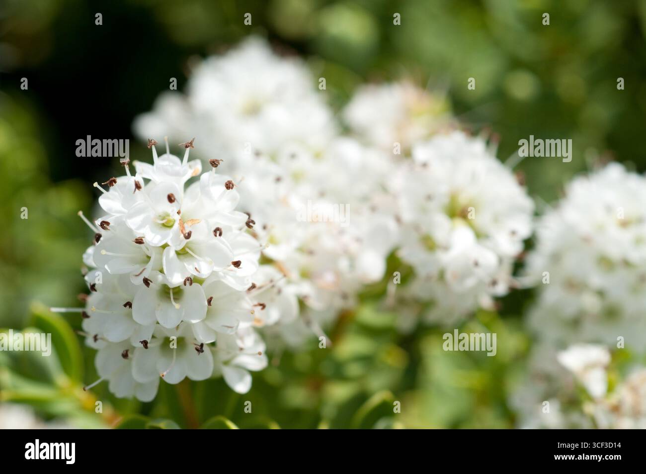 ESCALLONIA BLOSSUM APPLE Foto Stock
