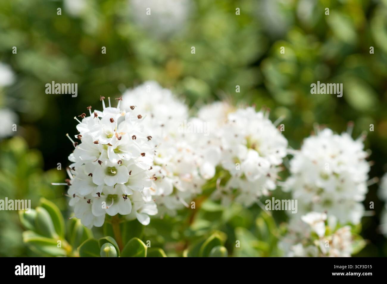 ESCALLONIA BLOSSUM APPLE Foto Stock