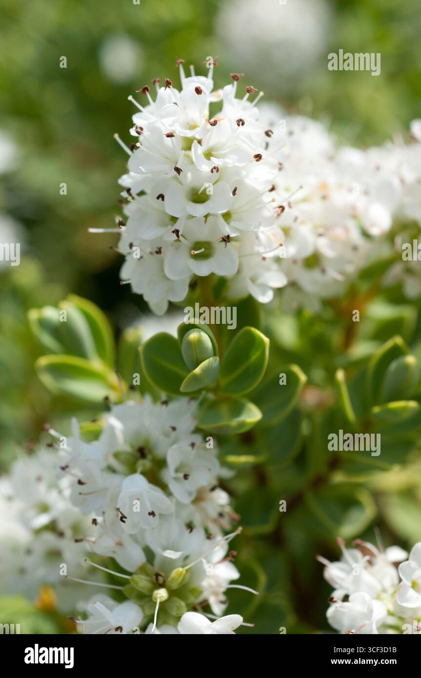 ESCALLONIA BLOSSUM APPLE Foto Stock