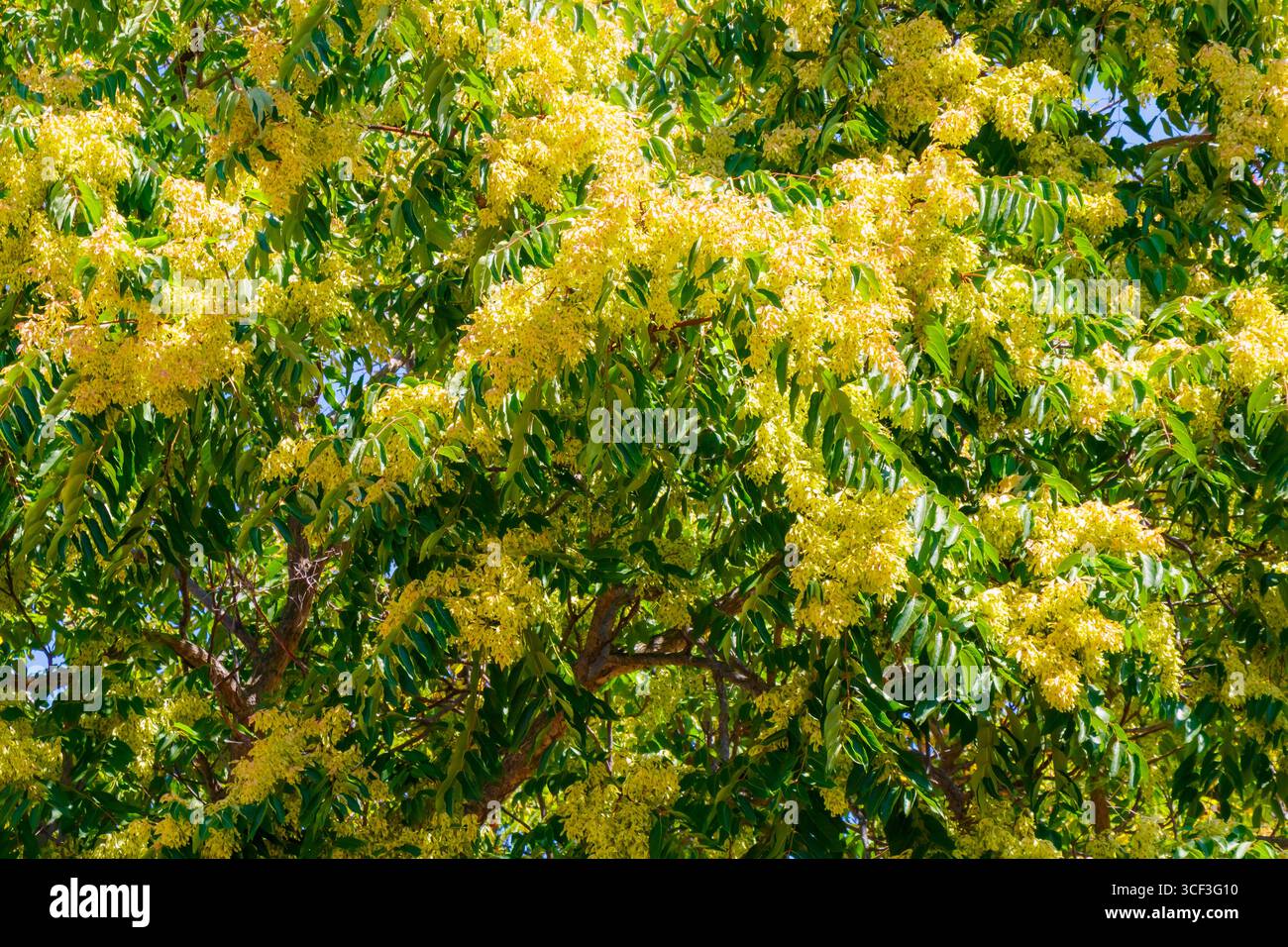 I vivaci fiori gialli fioriscono tra ricche foglie verdi in un giardino sotto cieli azzurri, illustrando la bellezza della stagione e l'abbondanza della natura Foto Stock