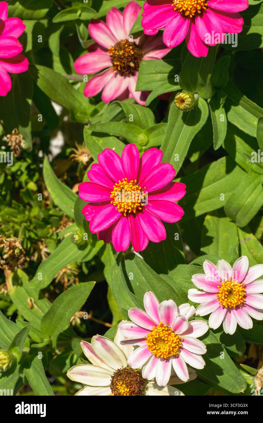 Fiori rosa e bianchi brillanti fioriscono in un giardino pieno di foglie verdi sotto il caldo sole estivo, creando un'atmosfera vivace e colorata Foto Stock