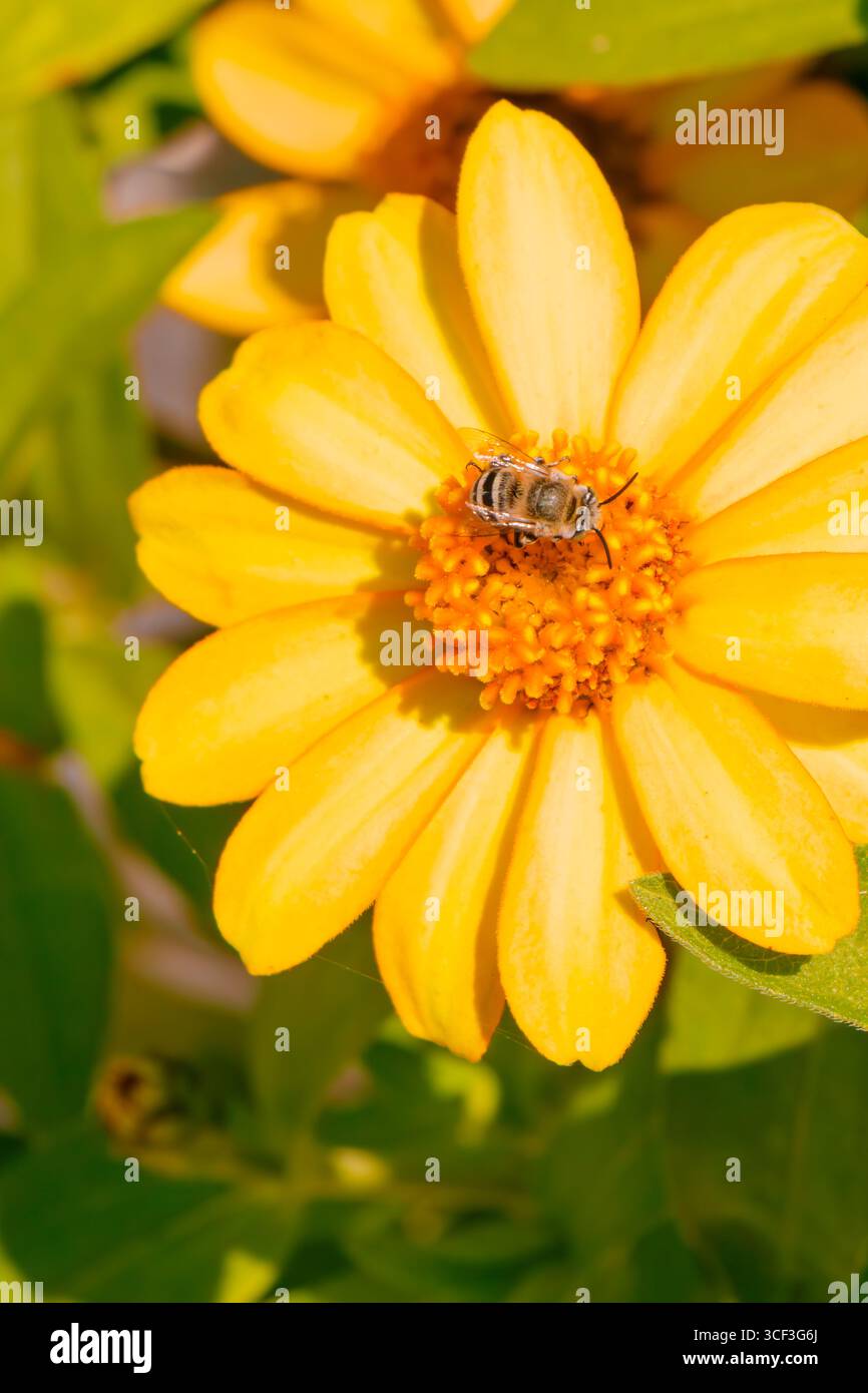 Un'ape raccoglie polline da un fiore giallo brillante circondato da foglie verdi in un giardino soleggiato. Questa attività si svolge nella vivace stagione primaverile, Foto Stock