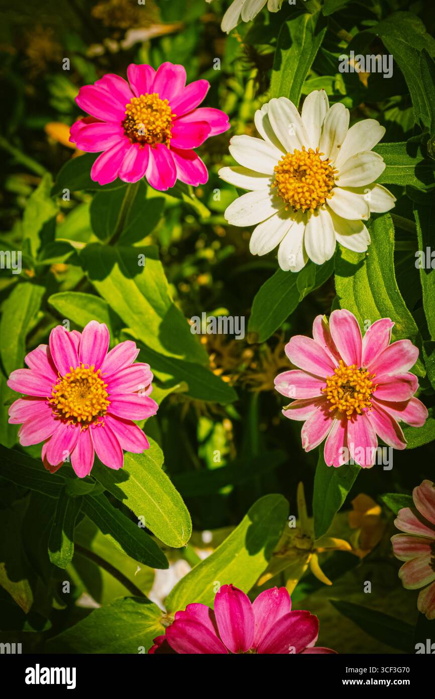 Vari fiori colorati riempiono il giardino, mostrando petali rosa e bianchi con centri gialli luminosi. Foto Stock