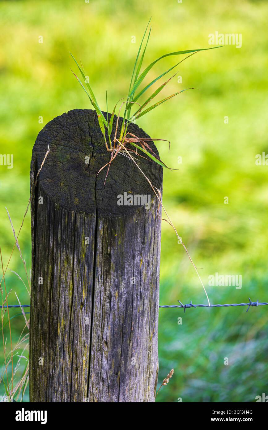 Palo di legno ricoperto di erba, natura morta Foto Stock
