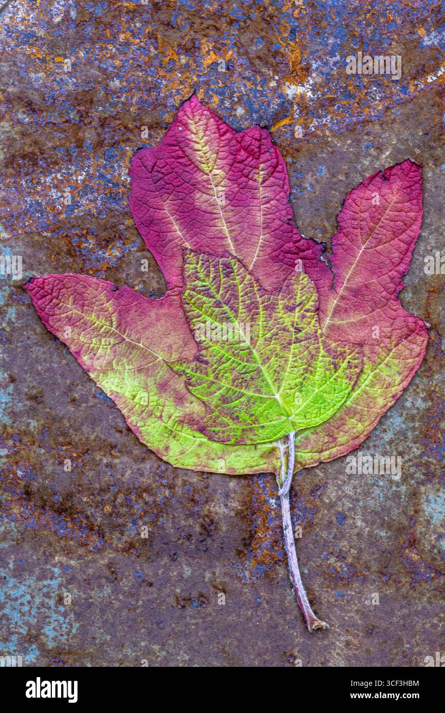 Primo piano di una foglia di ortensia di quercia in autunno, immagine di sfondo Foto Stock