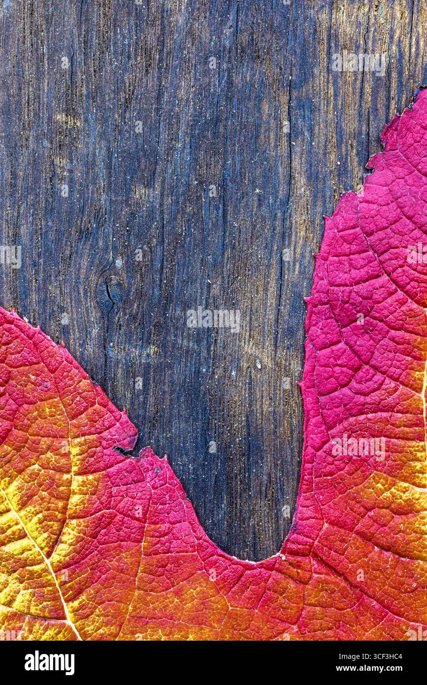 Primo piano di una foglia di ortensia di quercia in autunno, immagine di sfondo Foto Stock