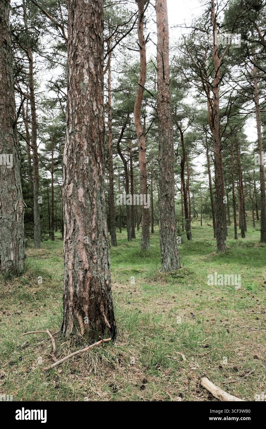 Foresta Foto Stock Foresta Foto Stock